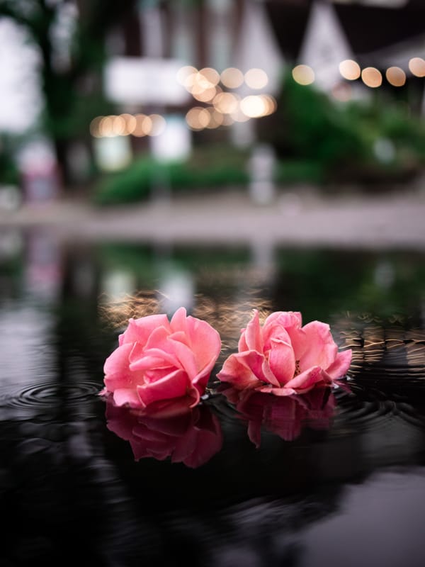 The Timeless Elegance of Clean Beauty Rose Water